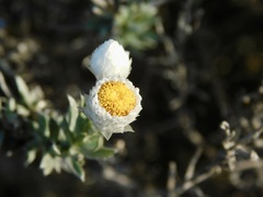 Achyranthemum paniculatum