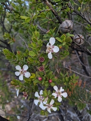 Leptospermum grandiflorum