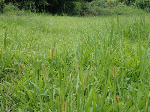 Setaria parviflora