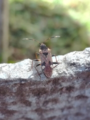 Panaorus csikii