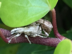 Dermatoxenus caesicollis