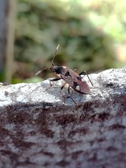 Panaorus csikii