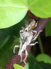 Dermatoxenus caesicollis