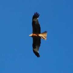 Milvus milvus