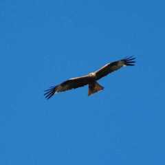 Milvus milvus