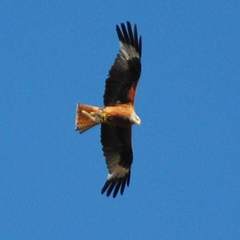 Milvus milvus