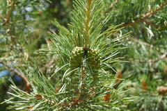 Pinus sylvestris
