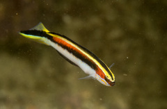 Trachinops taeniatus