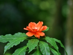Leuenbergeria bleo
