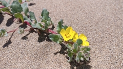 Camissoniopsis cheiranthifolia cheiranthifolia