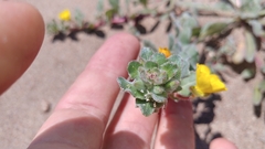 Camissoniopsis cheiranthifolia cheiranthifolia
