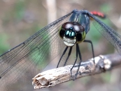 Agrionoptera insignis insignis