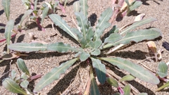 Camissoniopsis cheiranthifolia cheiranthifolia