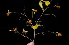 Diospyros rhombifolia