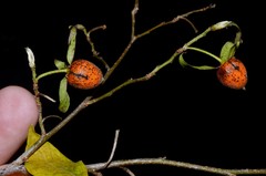 Diospyros rhombifolia