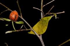 Diospyros rhombifolia