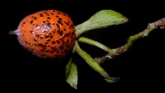 Diospyros rhombifolia