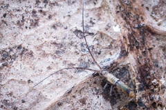 Paronellidae
