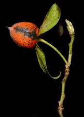 Diospyros rhombifolia