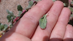 Camissoniopsis cheiranthifolia cheiranthifolia