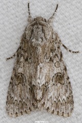 Acronicta americana