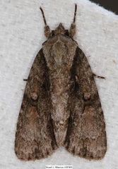 Acronicta connecta