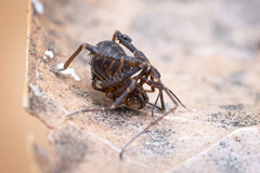 Zalmoxidae