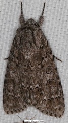 Acronicta impleta