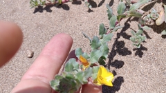 Camissoniopsis cheiranthifolia cheiranthifolia