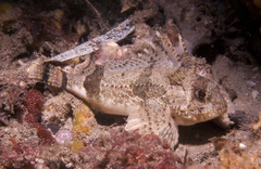 Centropogon australis
