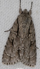 Acronicta lobeliae