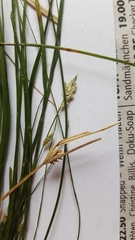 Carex remota