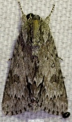 Acronicta longa