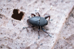 Trigonopterus