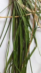 Carex remota