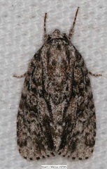 Acronicta retardata