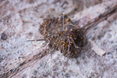 Zalmoxidae
