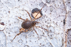 Zalmoxidae