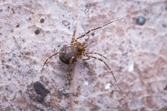 Zalmoxidae