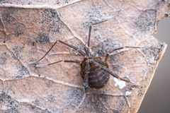 Zalmoxidae