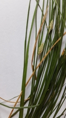 Carex remota