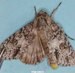 Acronicta rubricoma