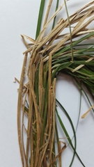 Carex remota