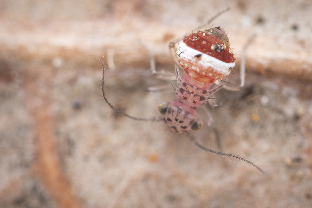 Barklice, Booklice, and Parasitic Lice from Mt Do on March 02, 2020 at ...