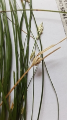 Carex remota