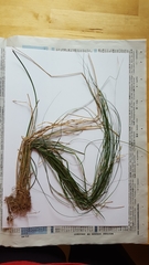 Carex remota