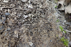 Ponerinae