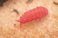 Neanuroidea