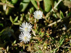 Delosperma inconspicuum
