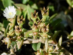 Delosperma inconspicuum
